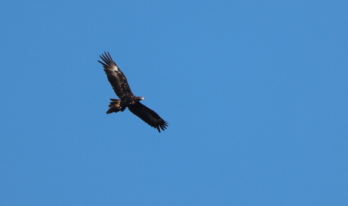 Aigle d'Australie - ML631535086