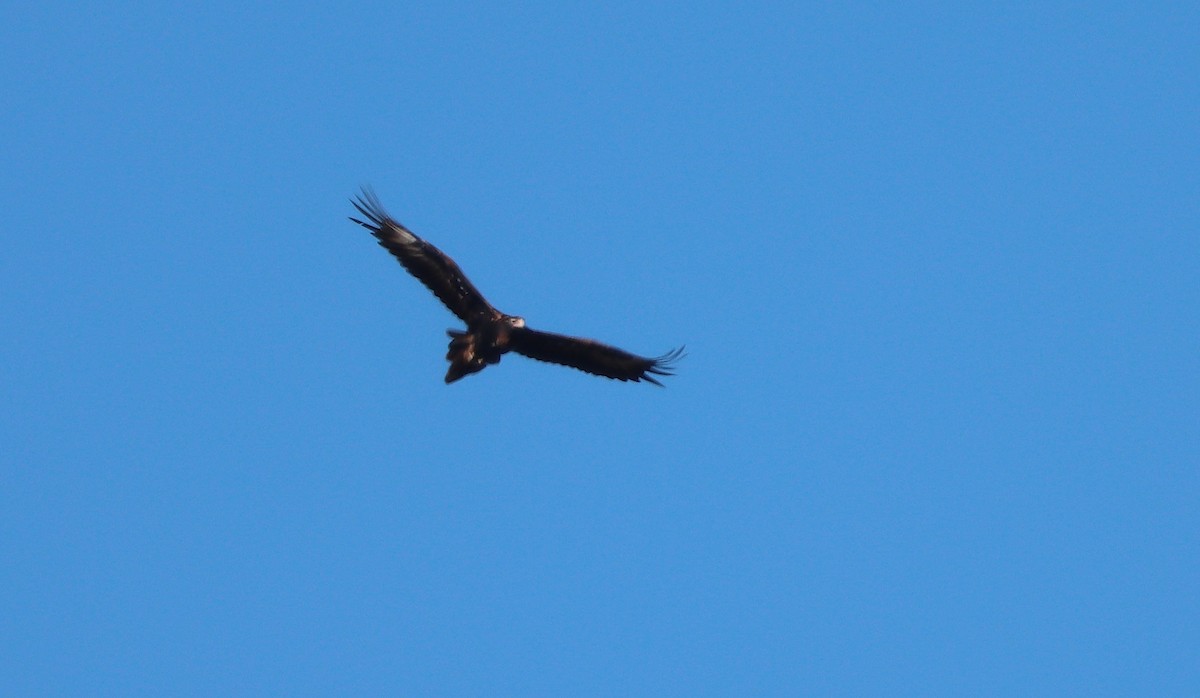 Aigle d'Australie - ML631535087
