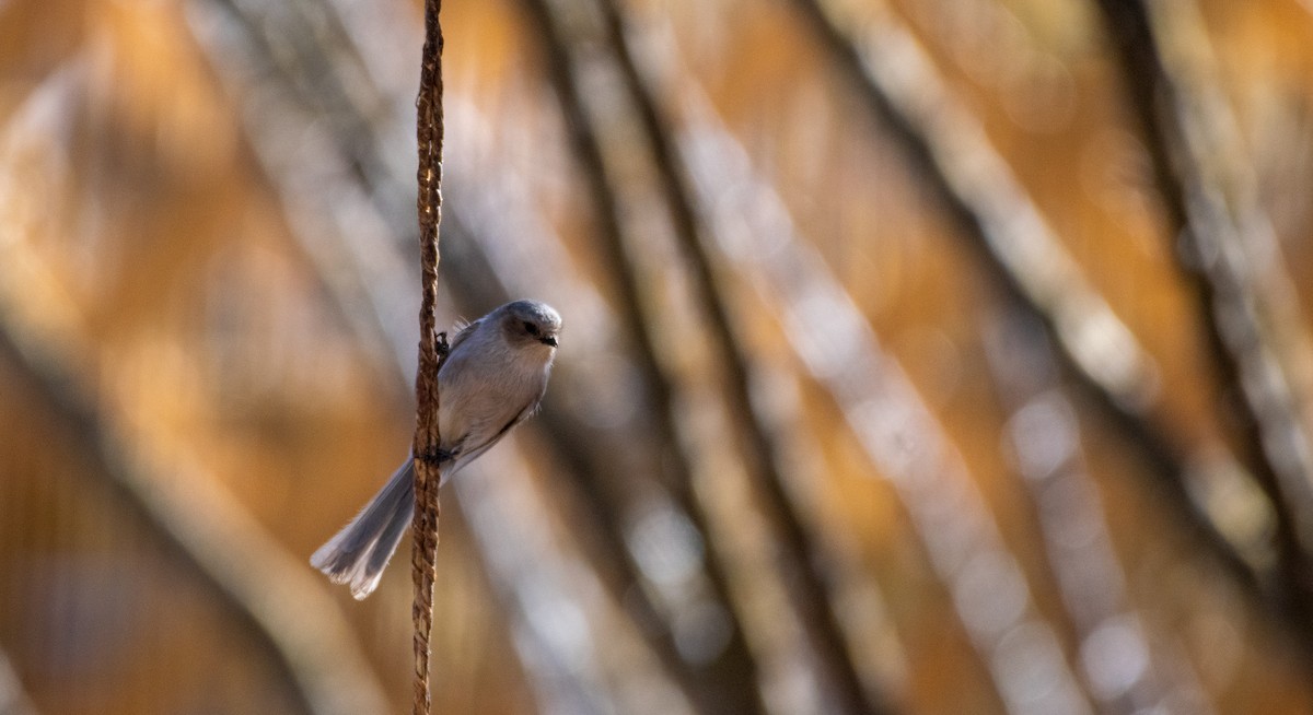 Bushtit - ML631535107