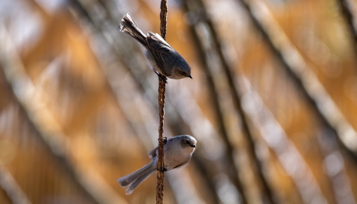 Bushtit - ML631535108