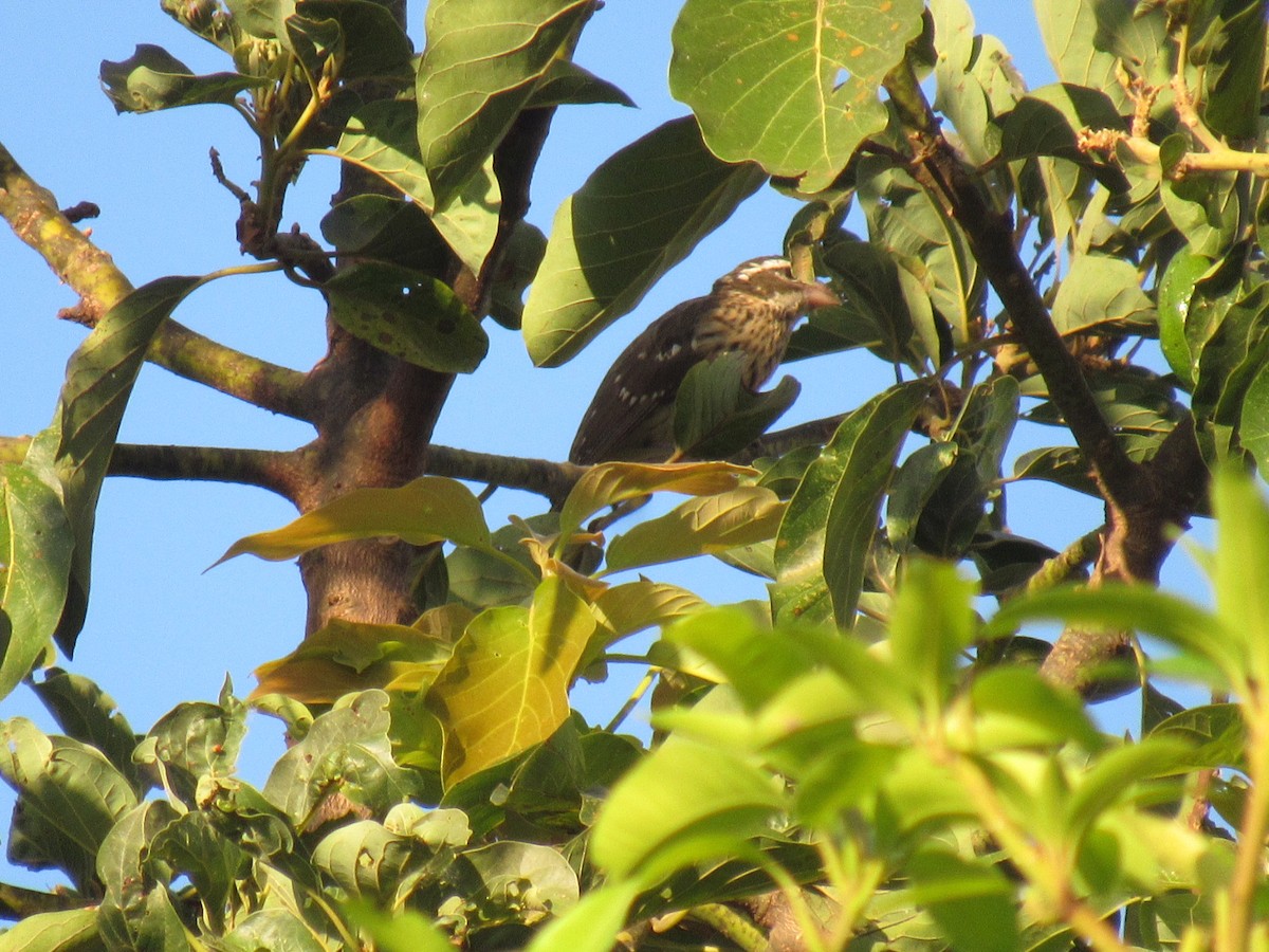 Rose-breasted Grosbeak - ML631535134