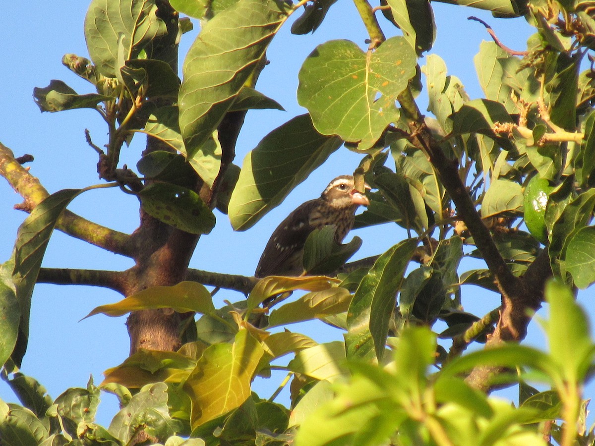 Rose-breasted Grosbeak - ML631535135