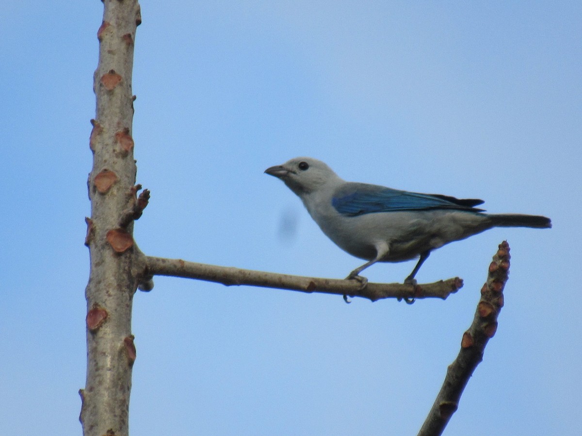 Blue-gray Tanager - ML631535152