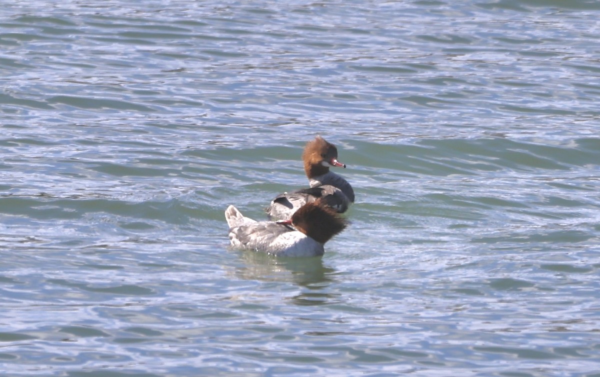 Большой крохаль - ML631535284