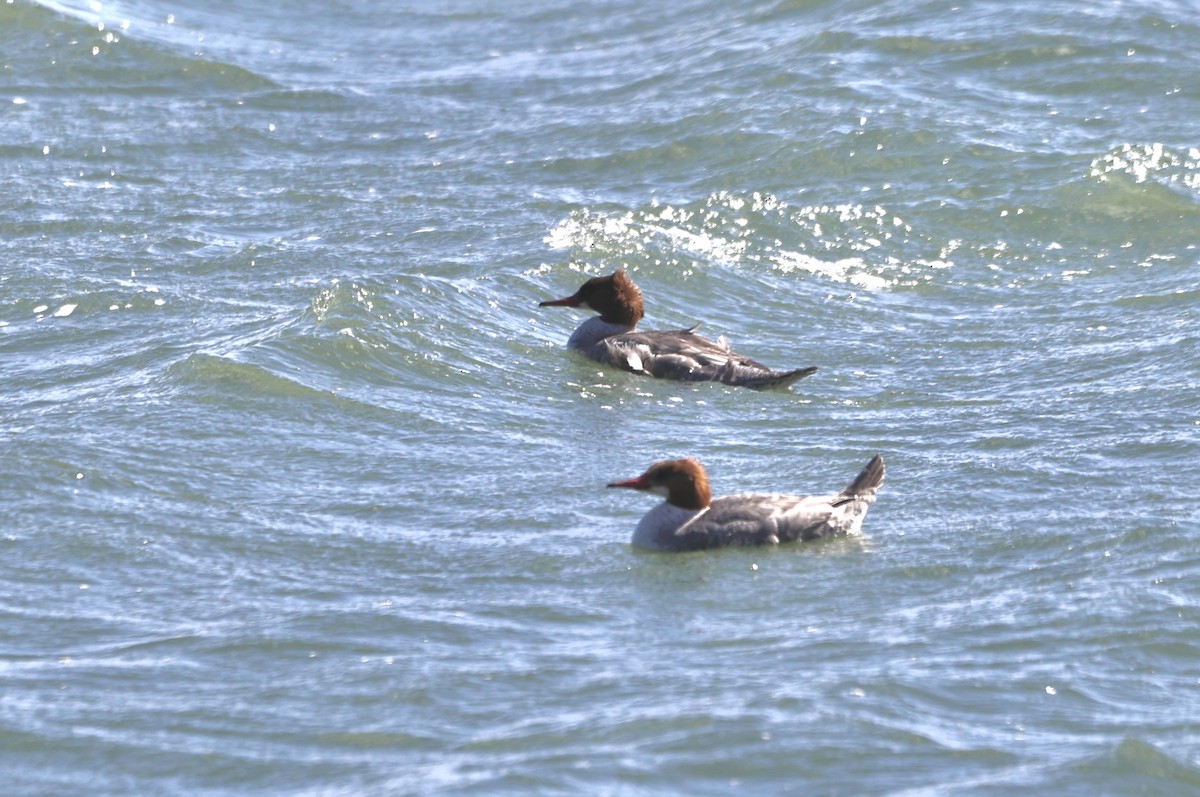 Большой крохаль - ML631535288