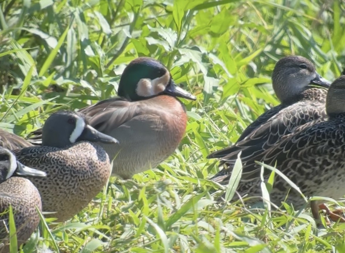 Blue-winged x Green-winged Teal (hybrid) - ML631535433