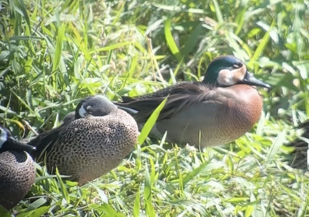 Blue-winged x Green-winged Teal (hybrid) - ML631535434