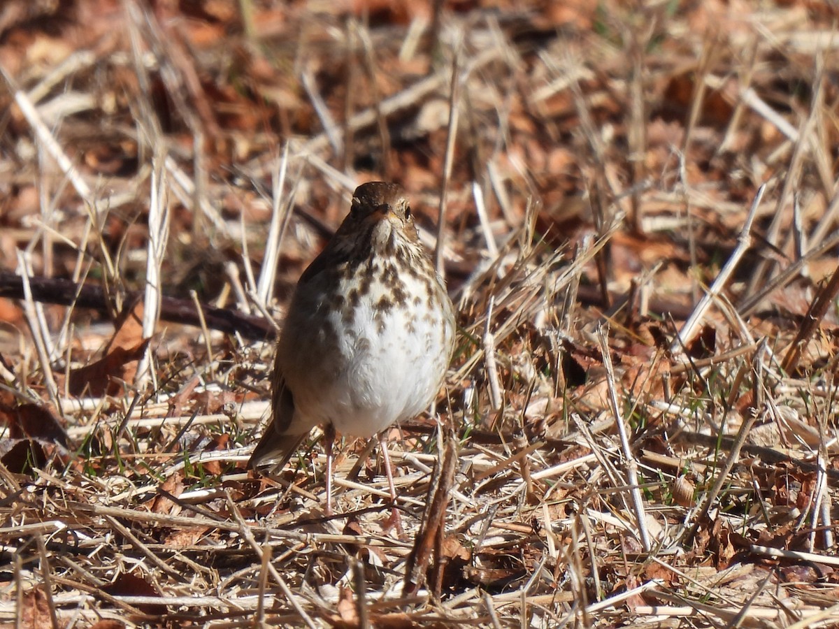 eBird Checklist - 2 Mar 2025 - Norman Bird Sanctuary - 23 species