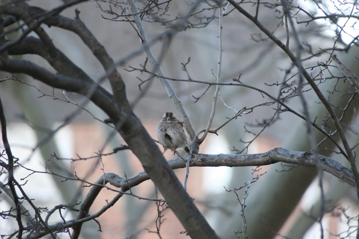White-throated Sparrow - ML631535704