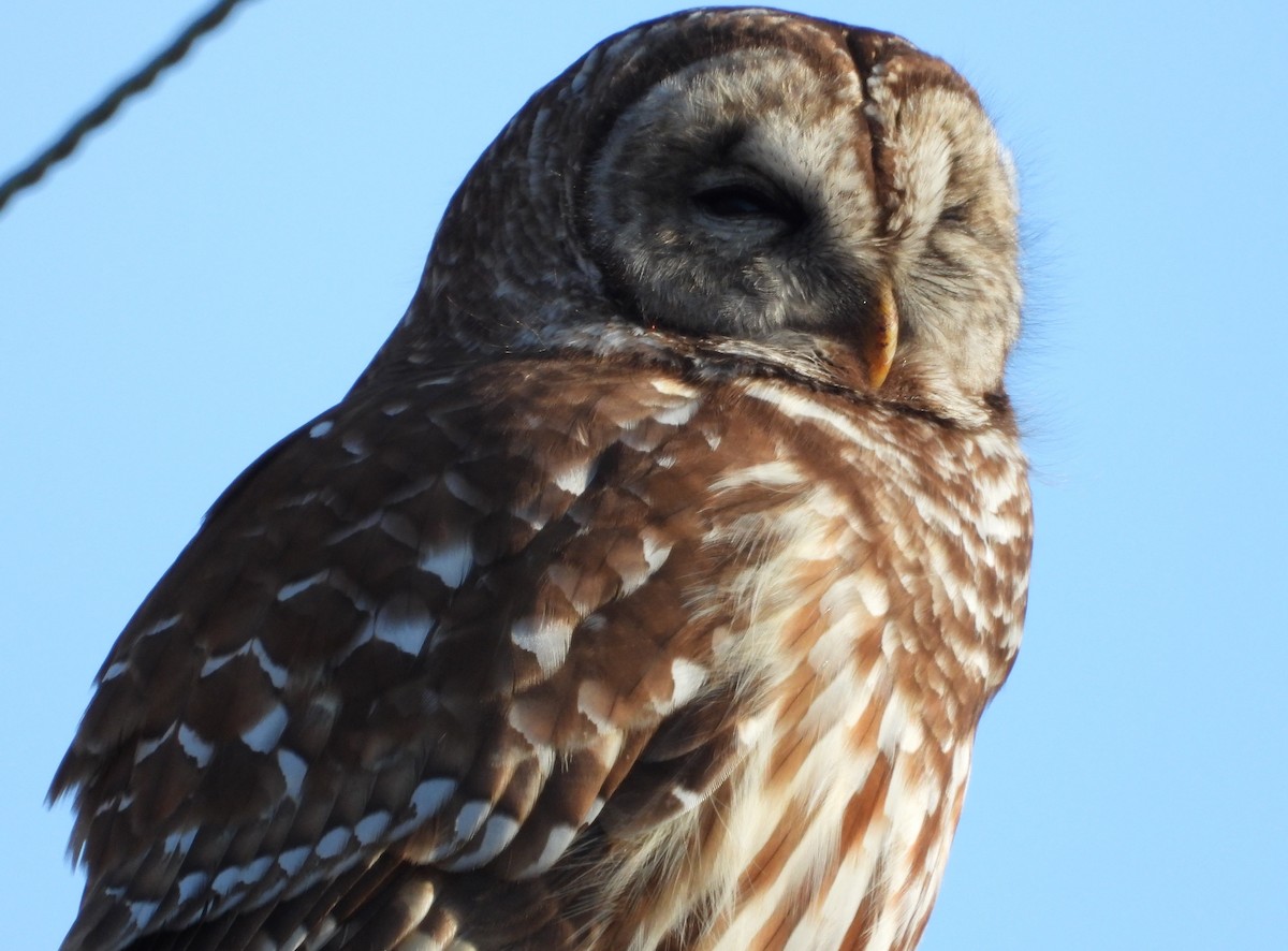 Barred Owl - ML631535737
