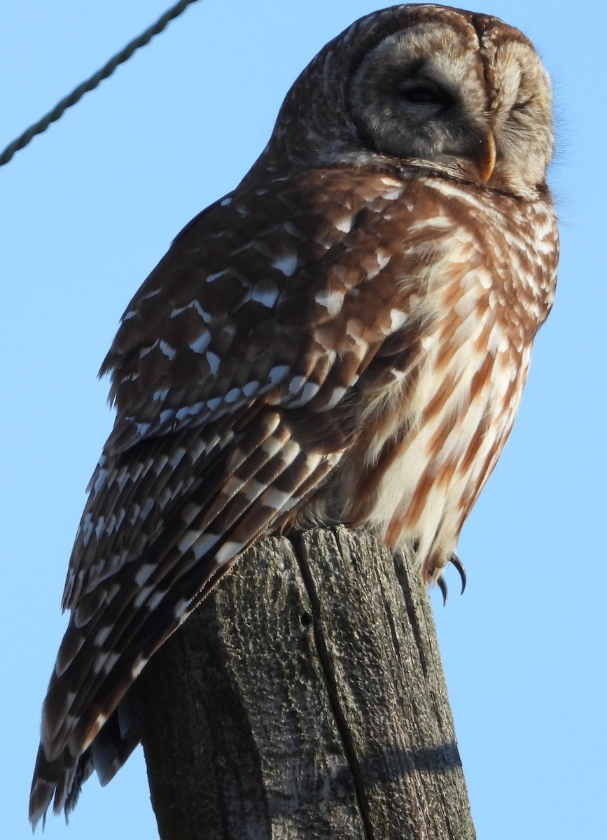 Barred Owl - ML631535738
