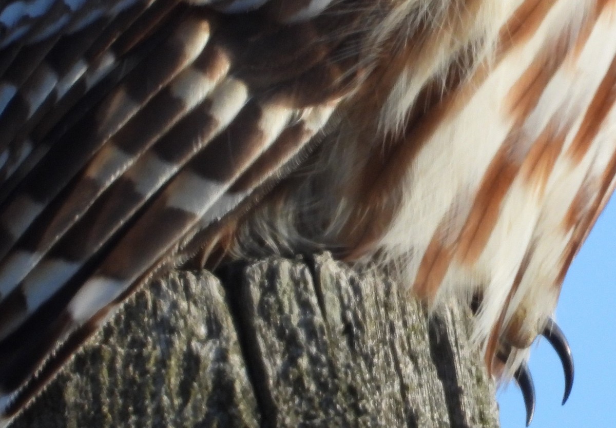Barred Owl - ML631535739