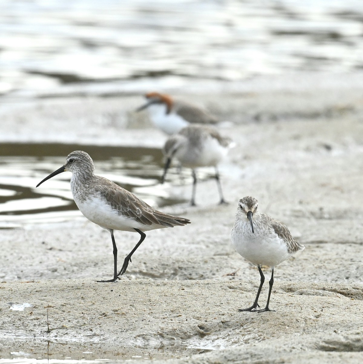 Curlew Sandpiper - ML631535783