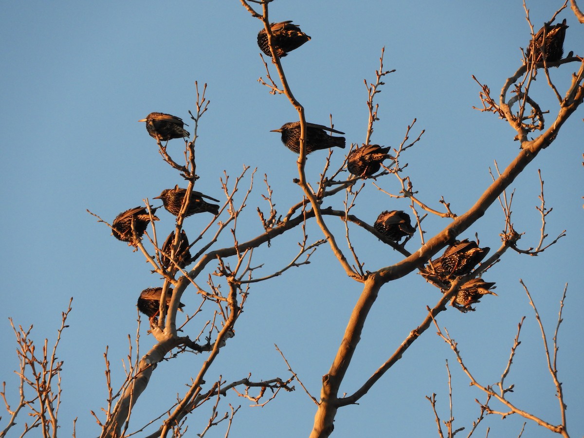 歐洲椋鳥 - ML631535784