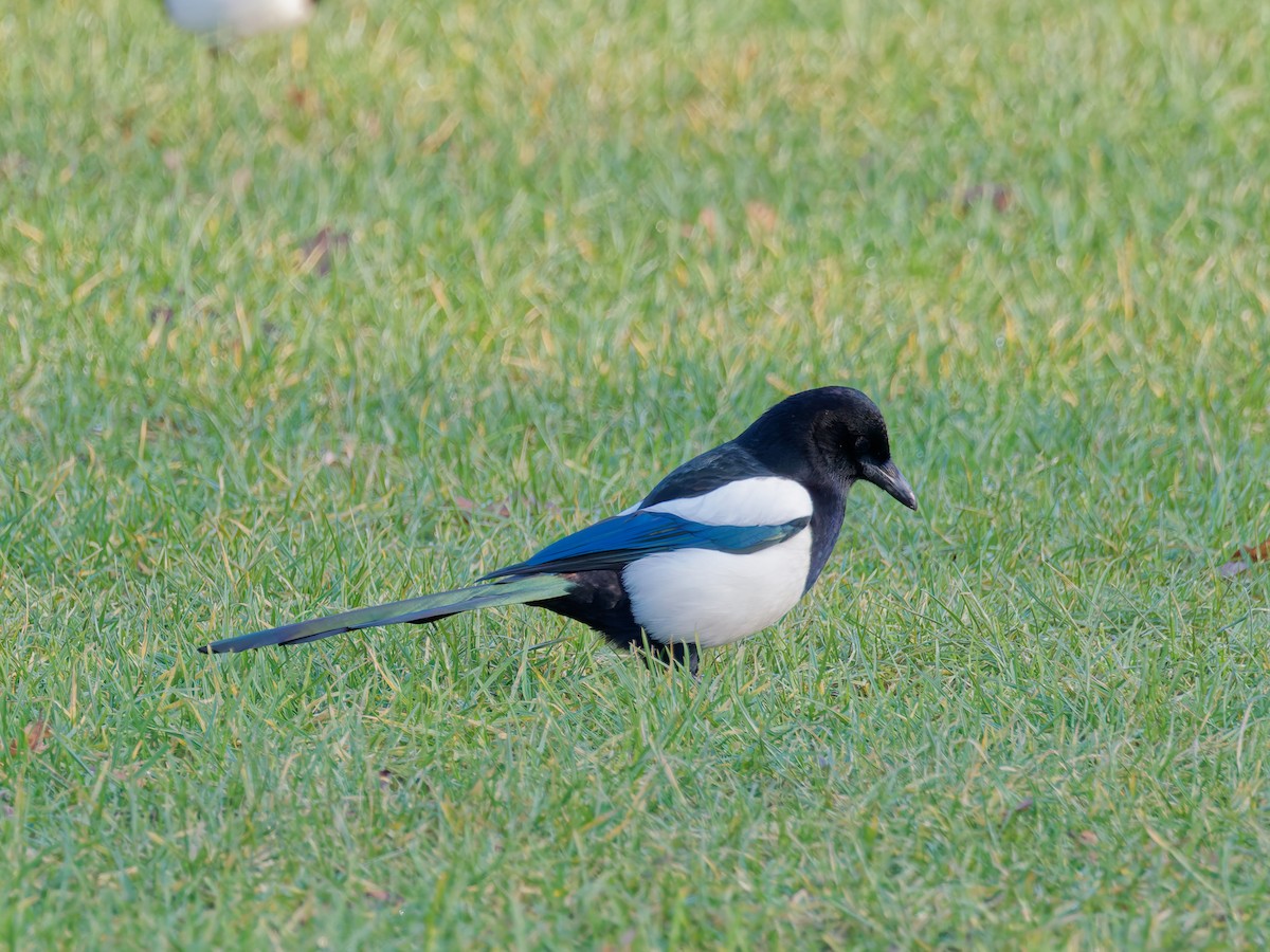 ユーラシアカササギ - ML631536075
