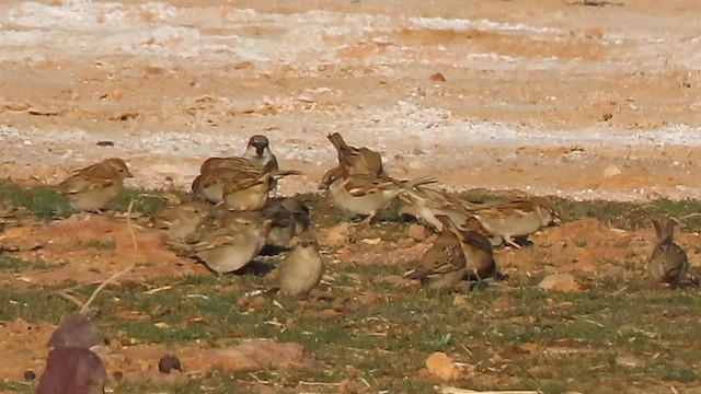 gråspurv (domesticus gr.) - ML631536251