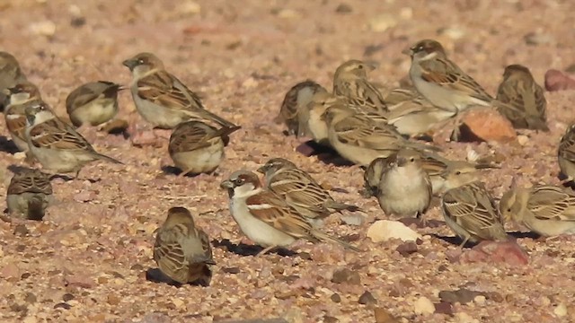 gråspurv (domesticus gr.) - ML631536253