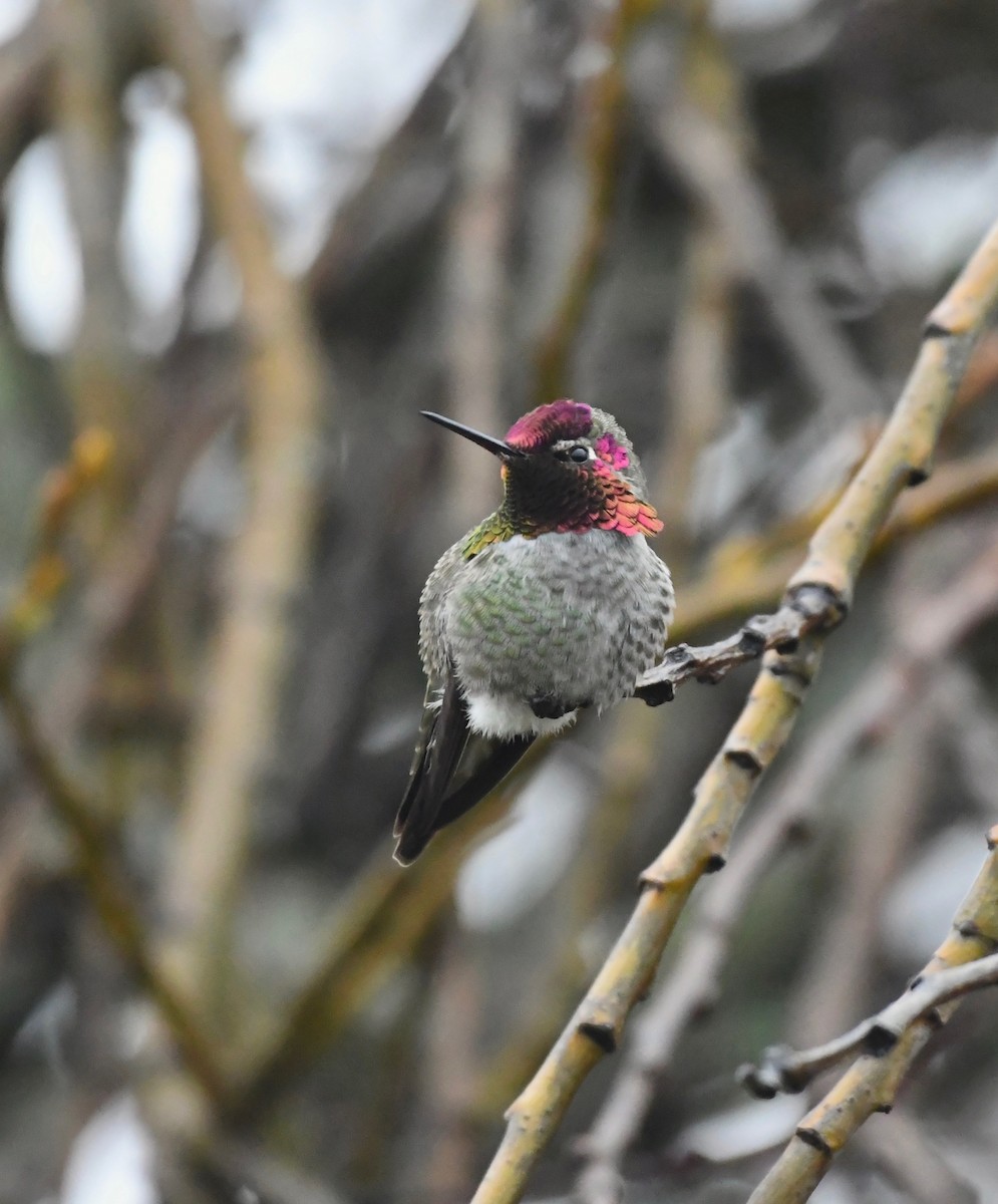 Anna's Hummingbird - ML631536255
