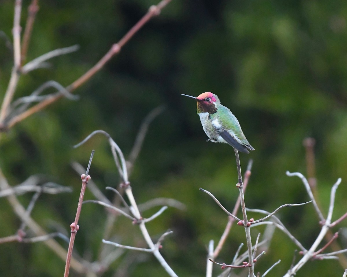 Anna's Hummingbird - ML631536256