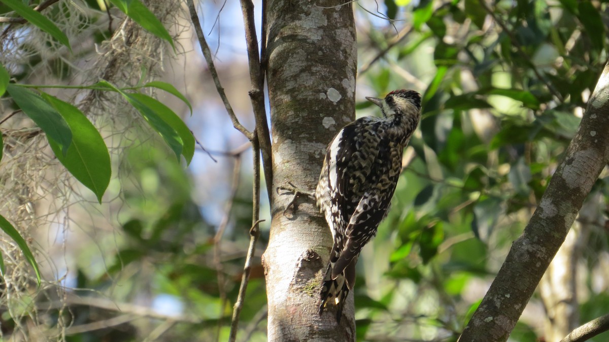 Yellow-bellied Sapsucker - ML631536274