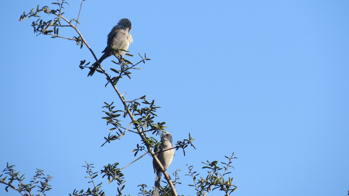 Florida Scrub-Jay - ML631536298