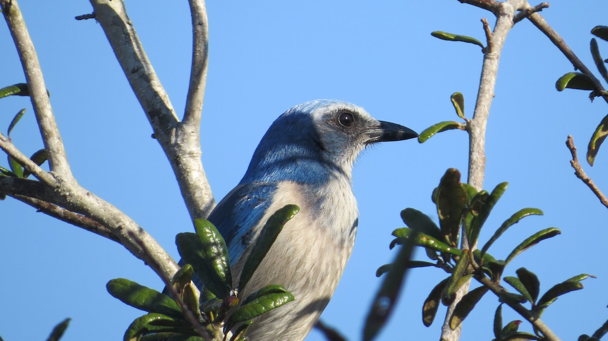 Florida Scrub-Jay - ML631536323