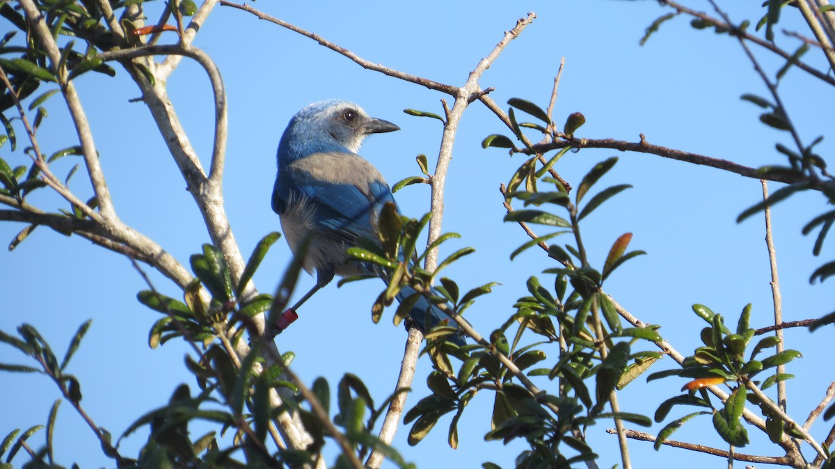 Florida Scrub-Jay - ML631536331
