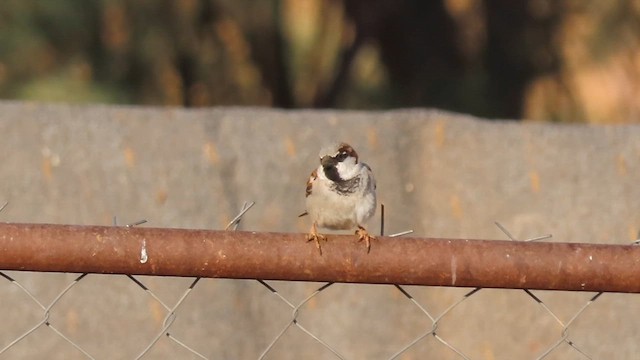 gråspurv (domesticus gr.) - ML631536351