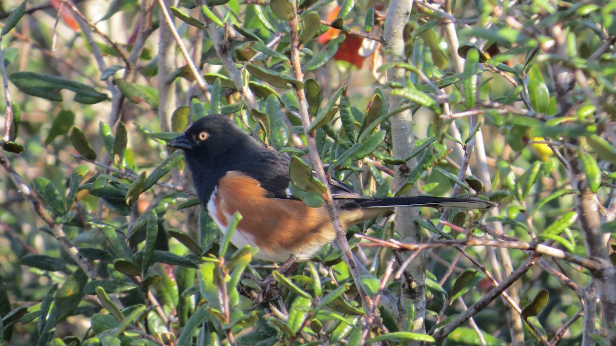 Eastern Towhee - ML631536357