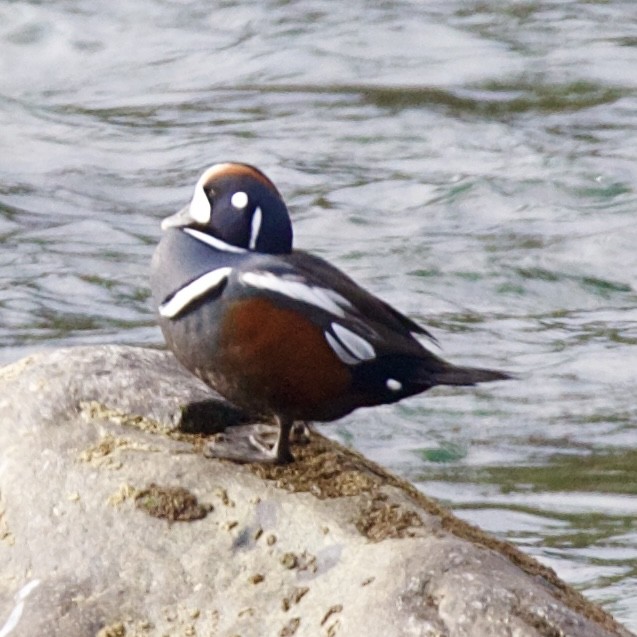 Harlequin Duck - ML631536401