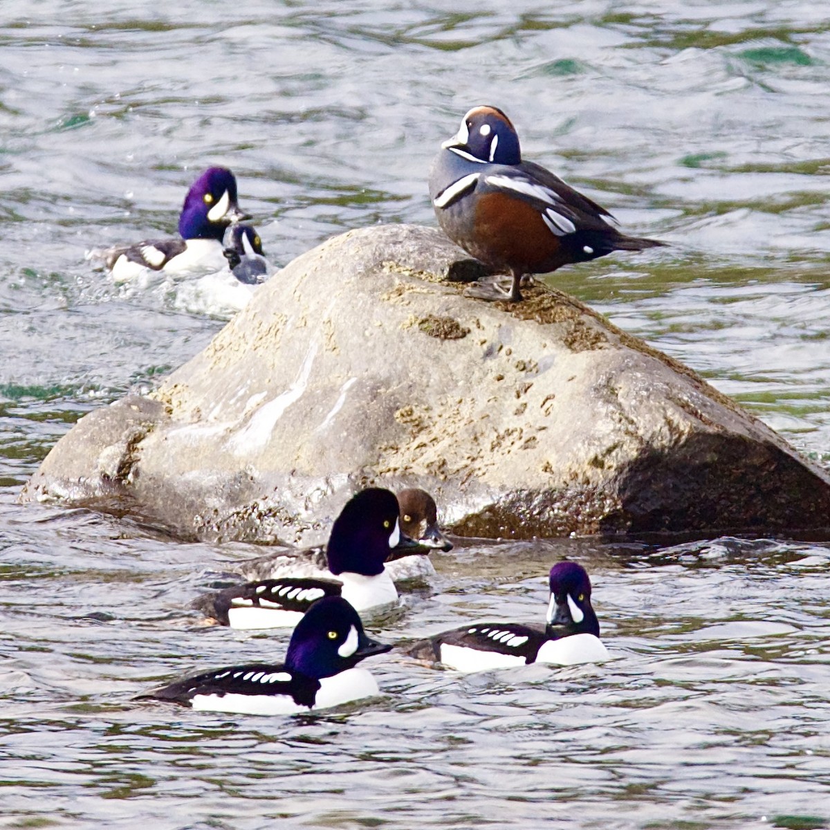Harlequin Duck - ML631536402