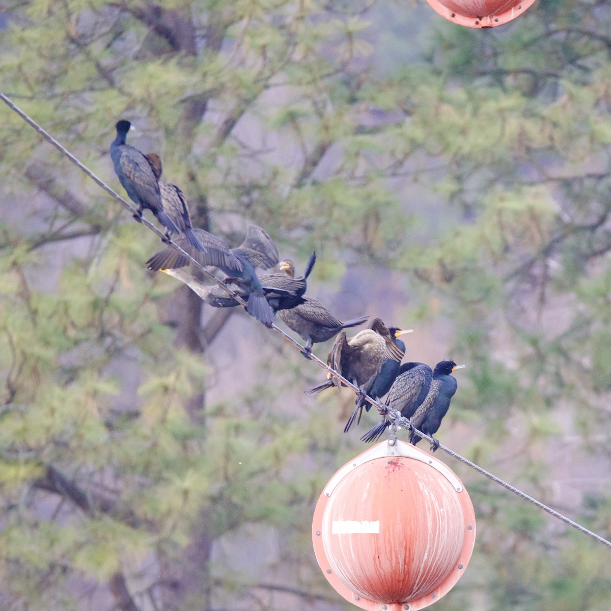 Double-crested Cormorant - ML631536441