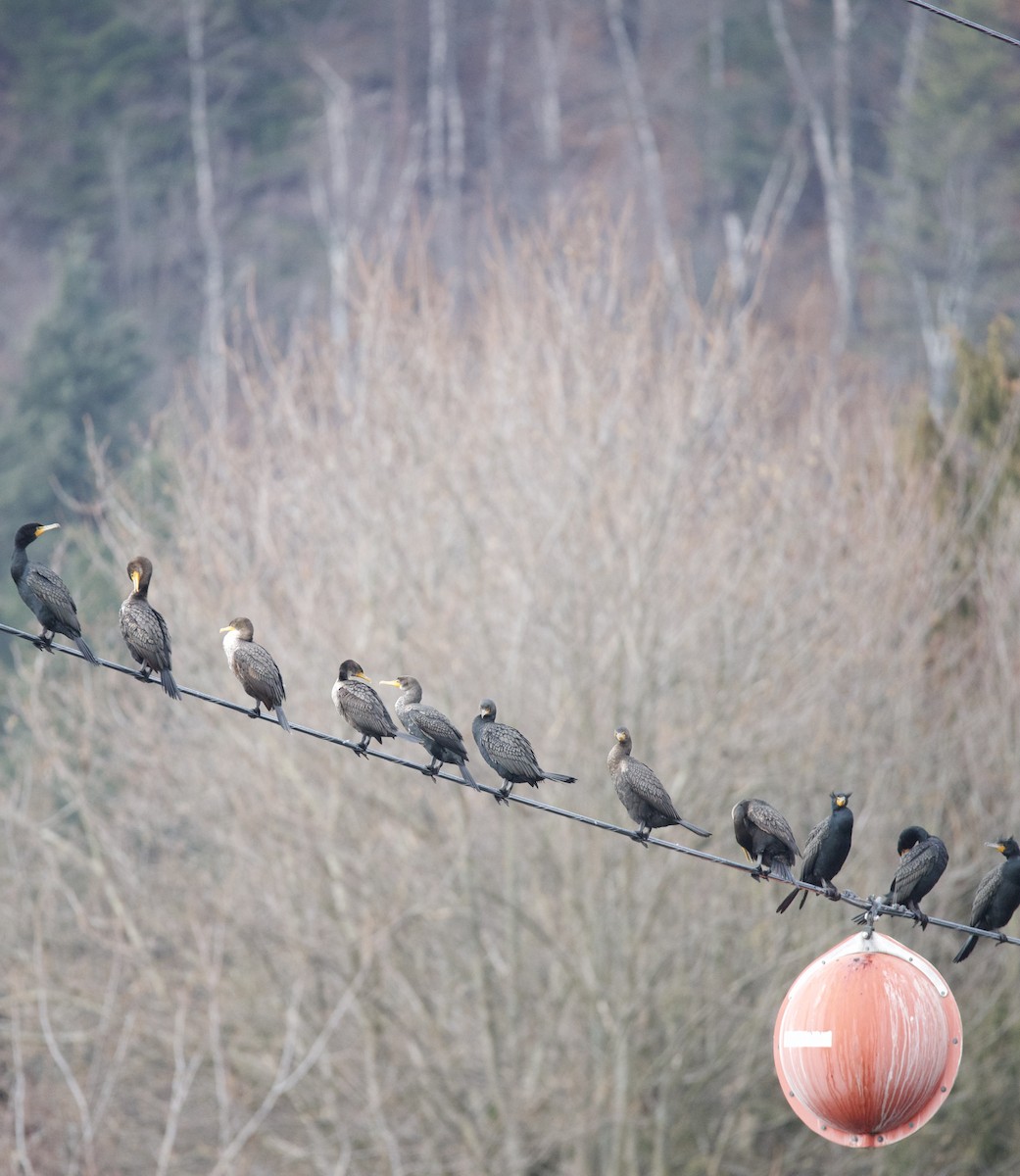 Double-crested Cormorant - ML631536442