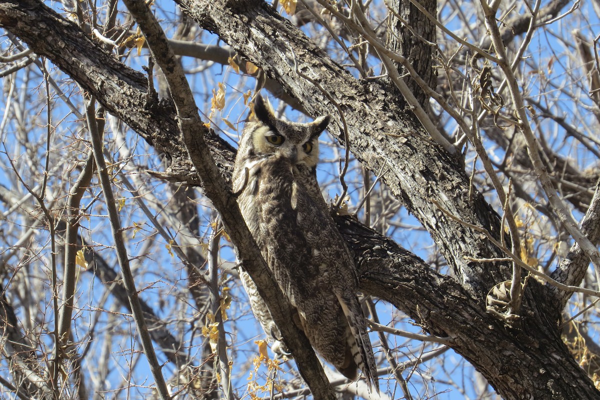Great Horned Owl - ML631536475