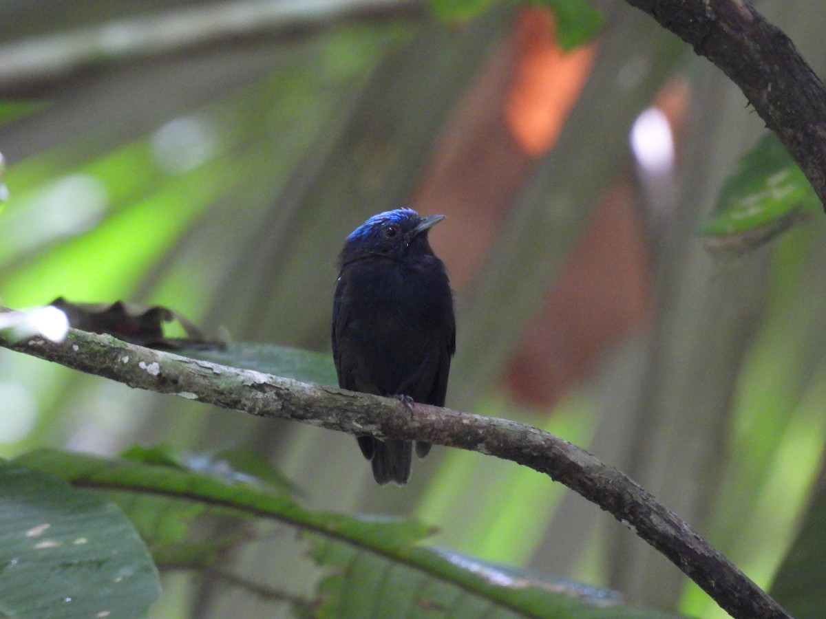 Blue-capped Manakin - ML631536487
