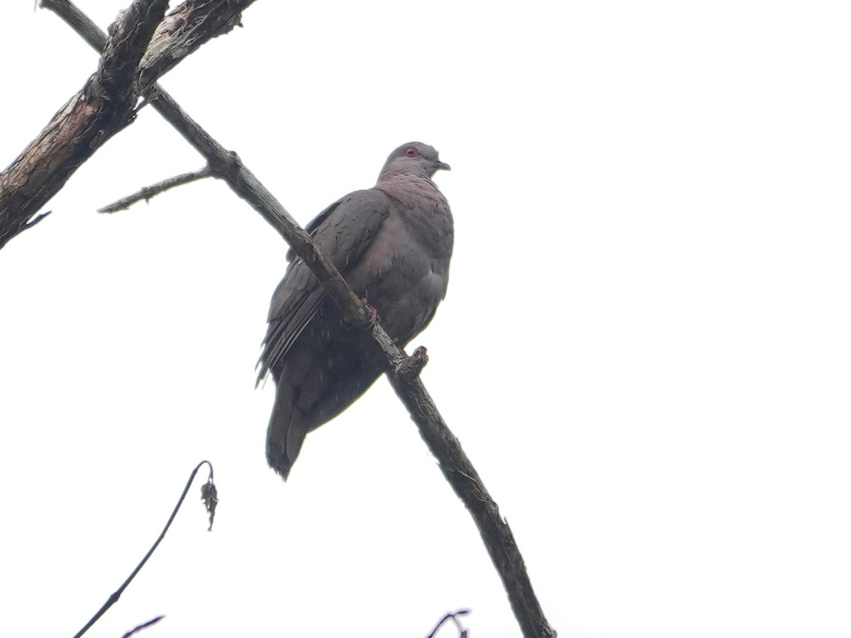 Dusky Pigeon - ML631536554