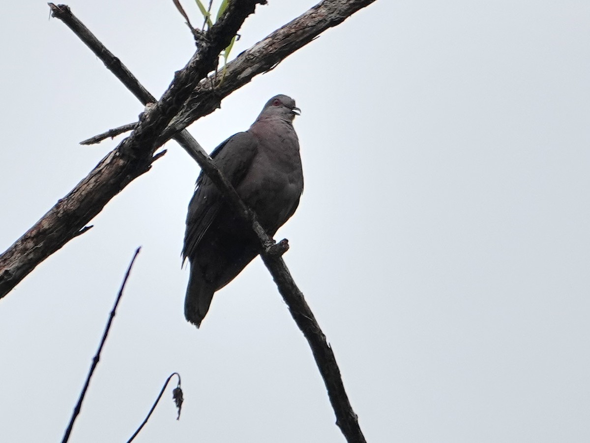 Dusky Pigeon - ML631536555