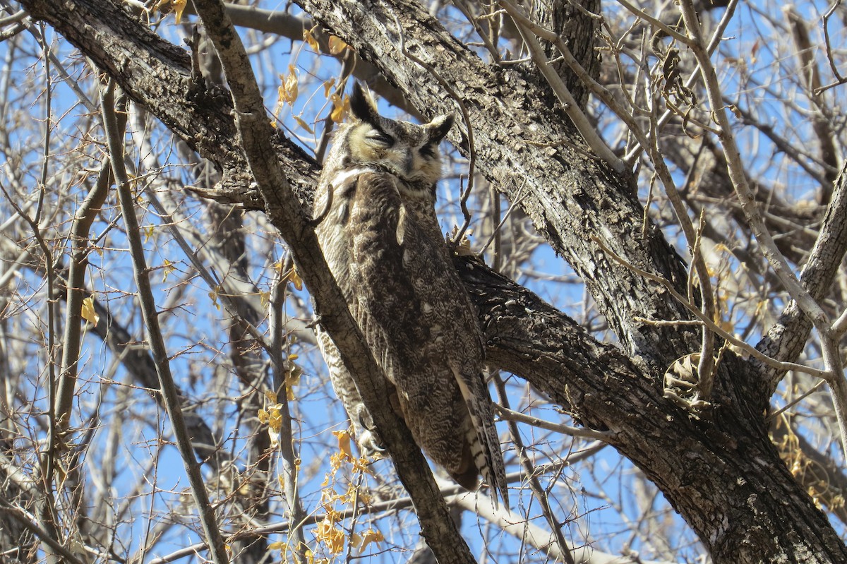 Great Horned Owl - ML631536556