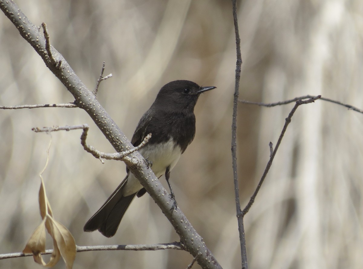 Black Phoebe - ML631536594