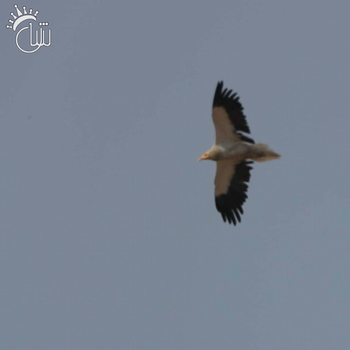 Egyptian Vulture - ML631536738