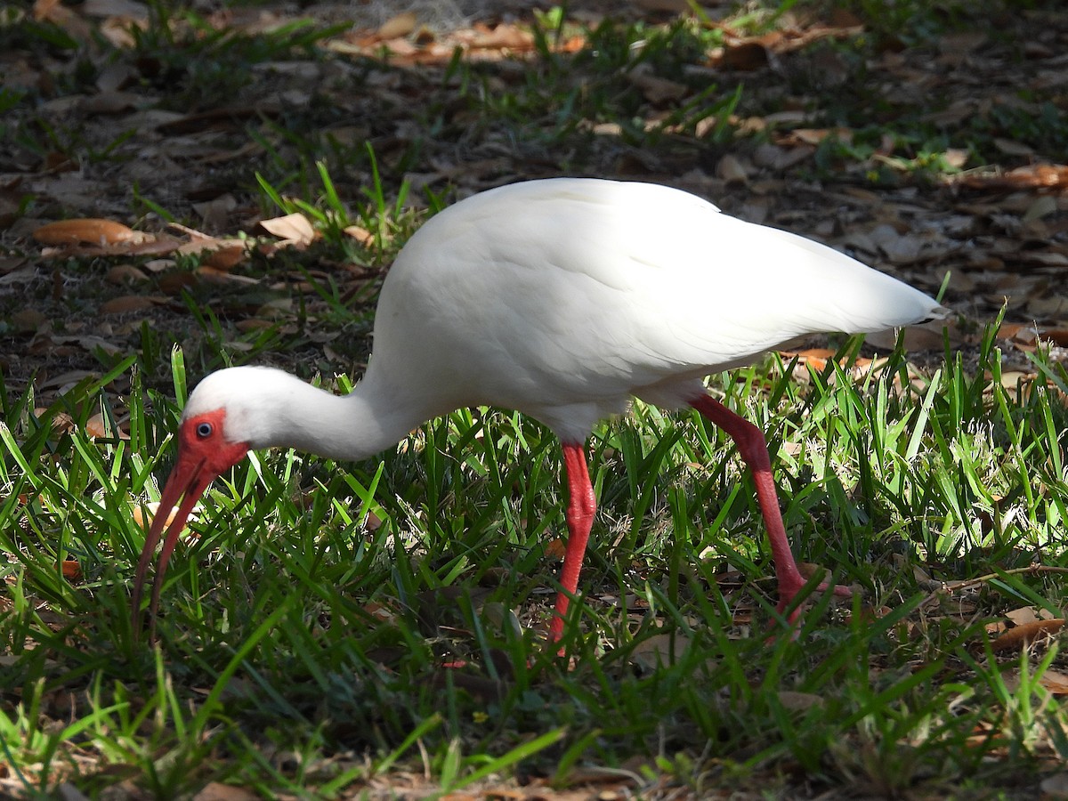White Ibis - ML631536811