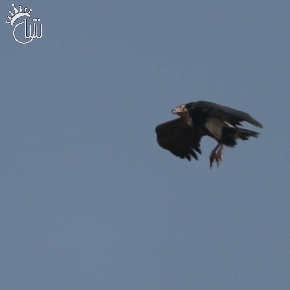 Red-headed Vulture - ML631536816