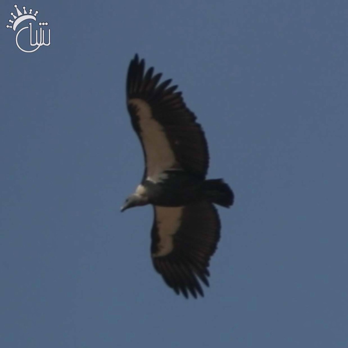 White-rumped Vulture - ML631536826