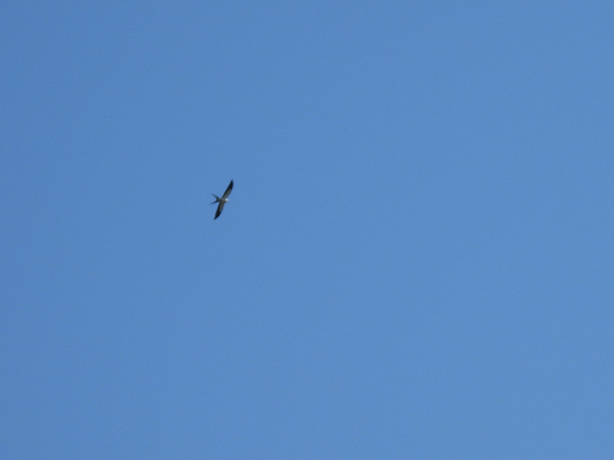 Swallow-tailed Kite - ML631536836