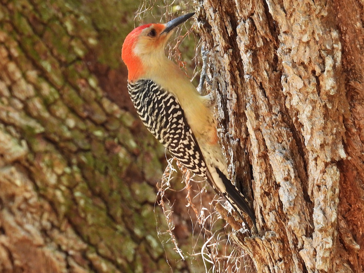 Red-bellied Woodpecker - ML631536855
