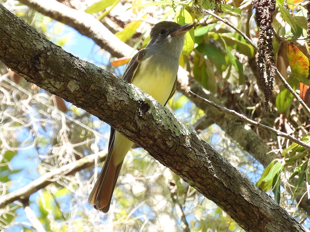 Great Crested Flycatcher - ML631536863