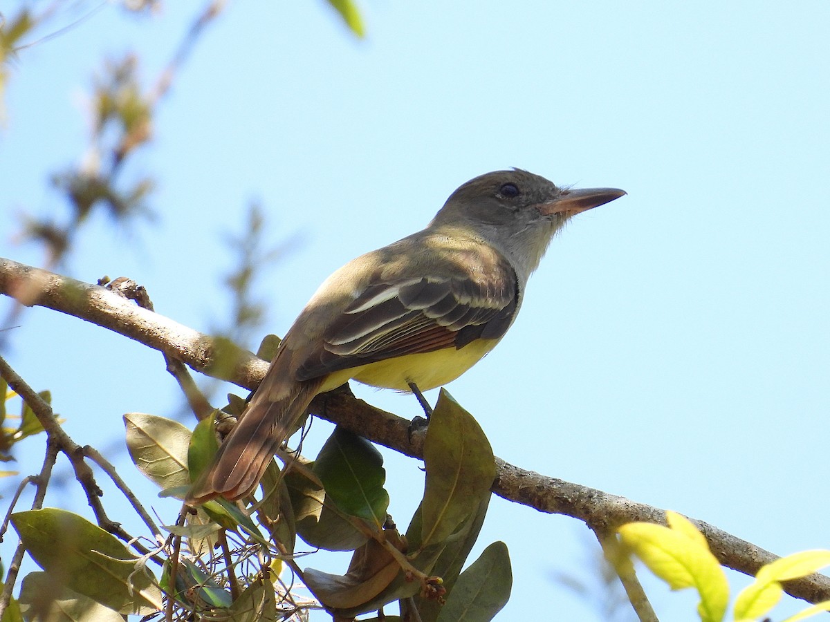 Great Crested Flycatcher - ML631536875