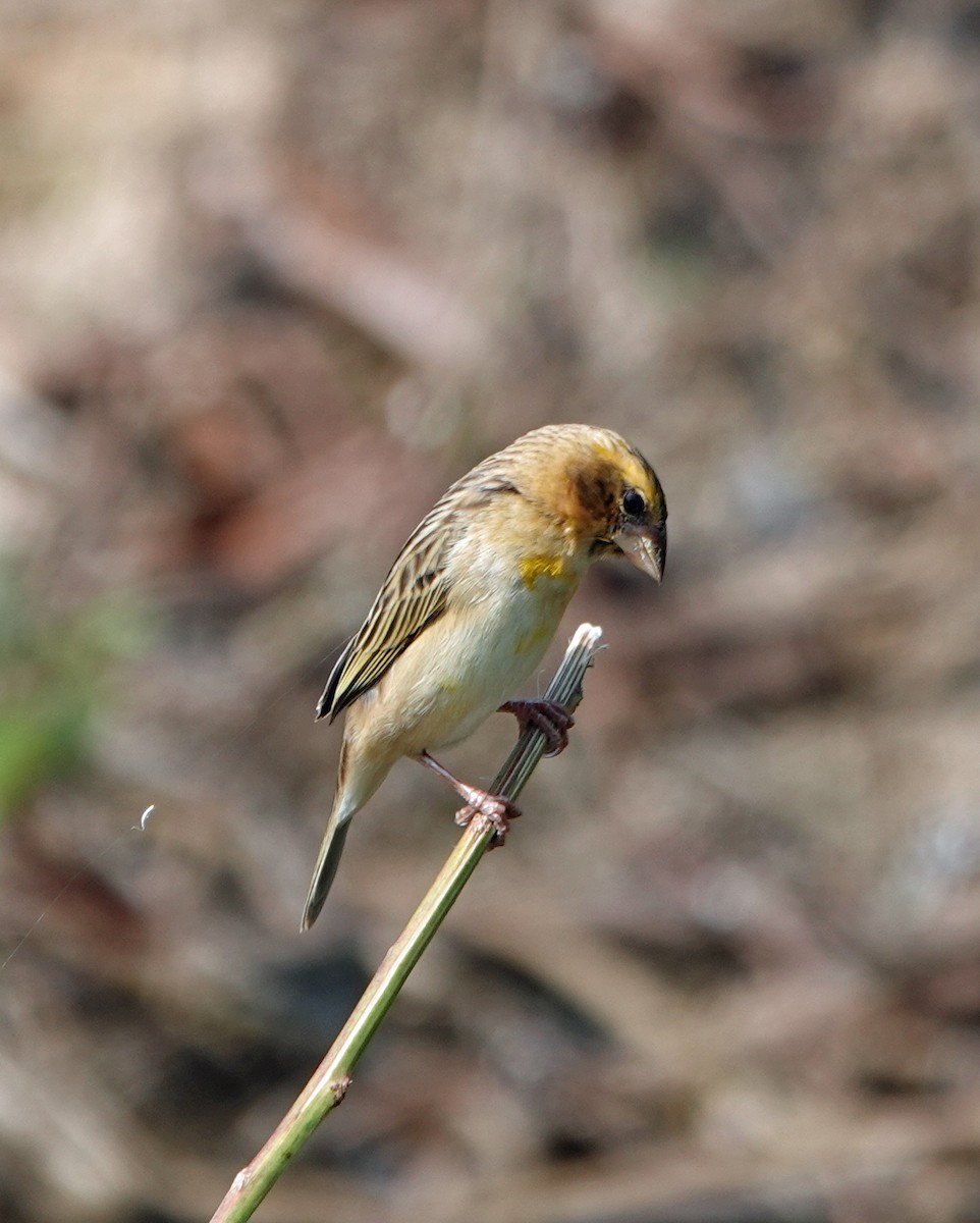 Asian Golden Weaver - ML631536913