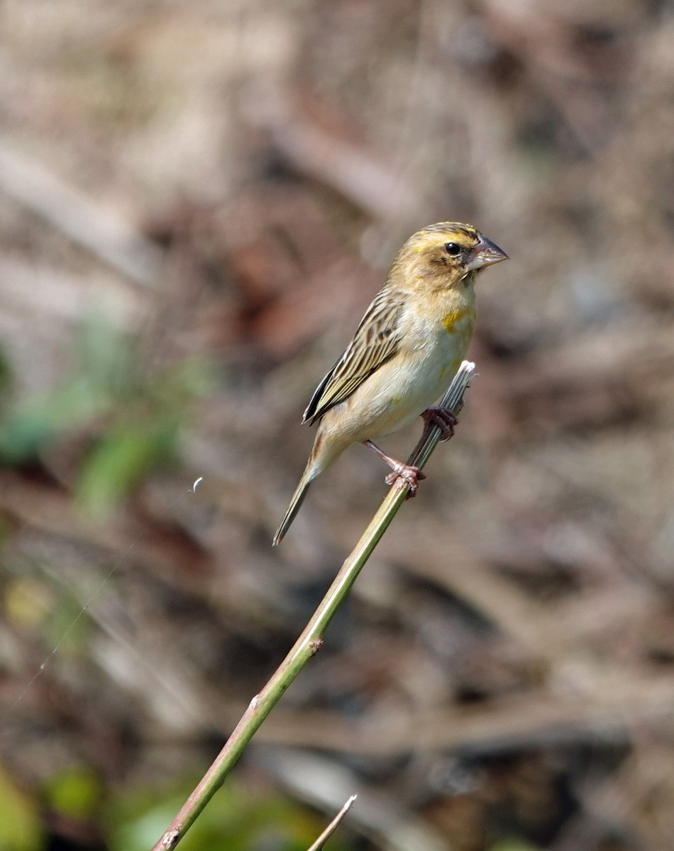 Asian Golden Weaver - ML631536914