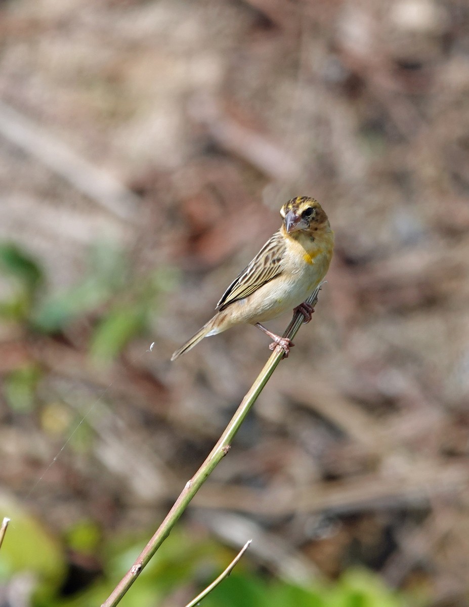 Asian Golden Weaver - ML631536915